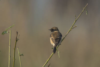 Close-up of bird perching on twig