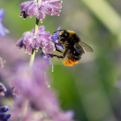 Close-up of bee pollinating flower
