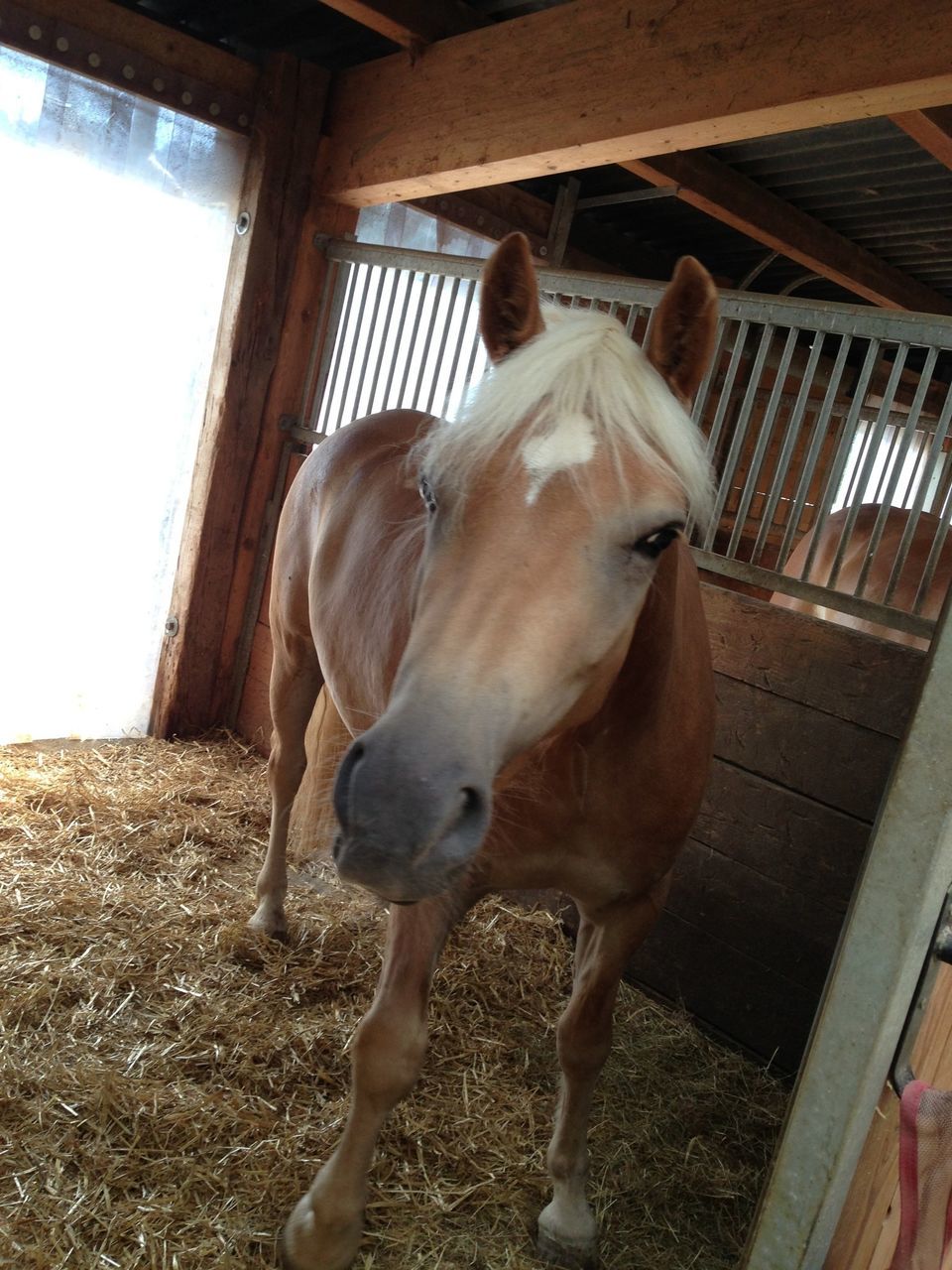 domestic animals, animal themes, mammal, livestock, horse, stable, herbivorous, one animal, standing, animal pen, two animals, indoors, cow, fence, farm, ranch, working animal, zoology, domestic cattle, day