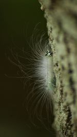 Close-up of bird