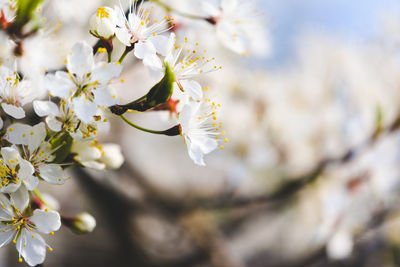 Close-up of white cherry blossom