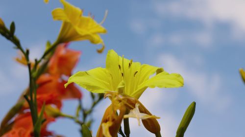 Low angle view of yellow flowering plant