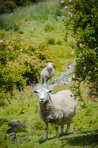 Sheep standing in a field
