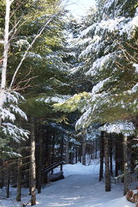 Snow covered trees on snow covered landscape