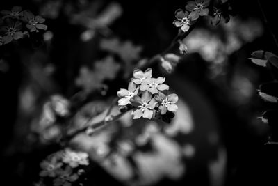 Close-up of white flowering plant