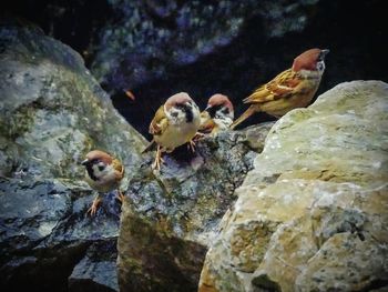 Close-up of bird on rock in water