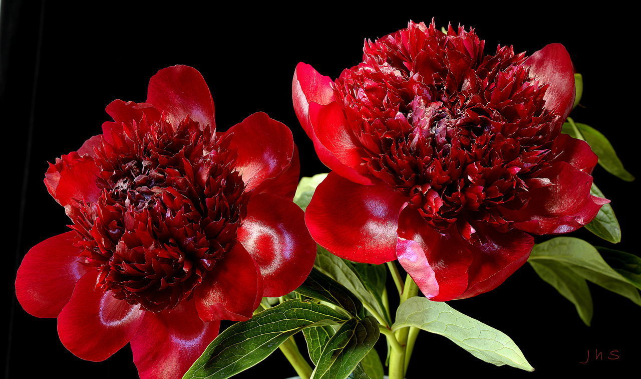 CLOSE UP OF RED ROSE