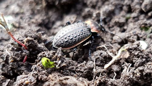 Close-up of insect on plant