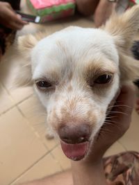 Close-up portrait of dog