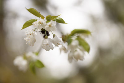 Close-up of white cherry blossom tree