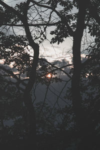 Silhouette trees by lake against sky at sunset