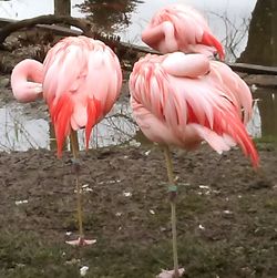 Flamingos in lake