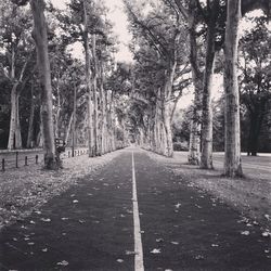 Empty road in forest