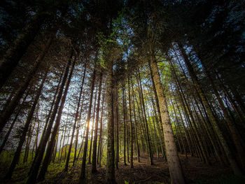 Low angle view of bamboo trees in forest