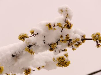 Low angle view of flower tree against sky