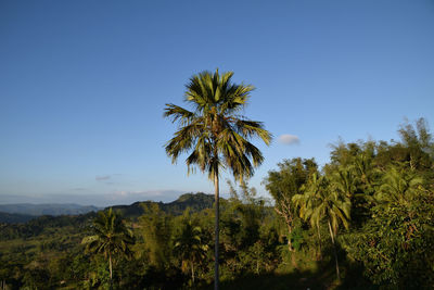 Low angle view of coconut palm trees against sky