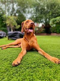 Portrait of dog relaxing on grass. hungarian vizsla in english garden.