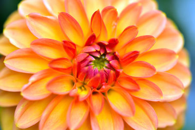 Close-up of dahlia