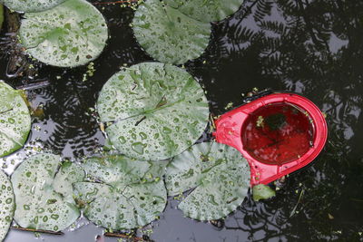 High angle view of leaves floating on water