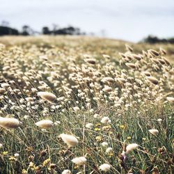 Close-up of flowering plants on field