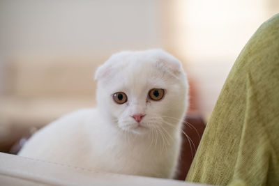 Close-up portrait of white kitten