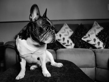 Dog sitting on sofa at home