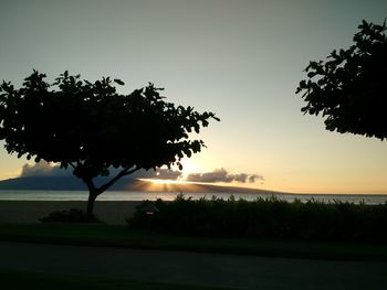 Silhouette of trees at sunset