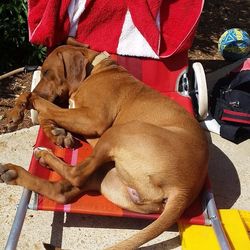 Dog resting on couch