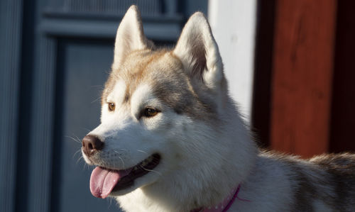 Close-up of a dog looking away