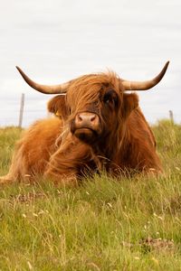 Cow standing on grassy field