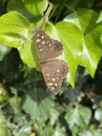 Close-up of butterfly on leaves
