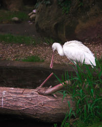 Close-up of a bird