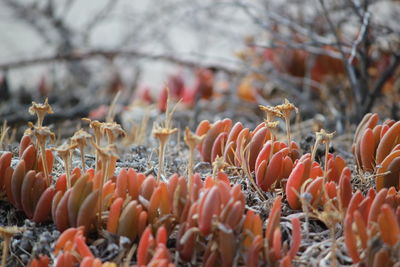 Close-up of red leaves