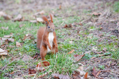 Squirrel on a field