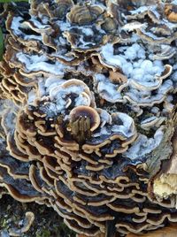 Full frame shot of mushrooms