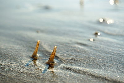 Close-up of insect on wood