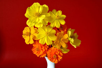 Close-up of yellow flowering plant