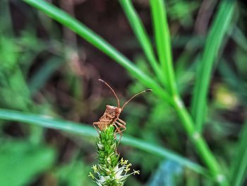 Close-up of butterfly on grass