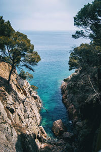 Seascape with a plant in the middle on a cloudy day on the costa brava in catalonia, spain