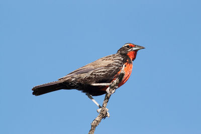 Low angle view of bird perching on branch against clear blue sky