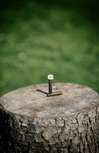 Shotgun shell and bullet with daisy flower outdoor on wooden plank with green bokeh background