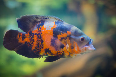 Close-up of fish swimming in sea