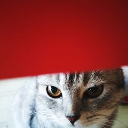 Close-up portrait of a cat