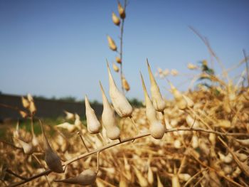 Close-up of plant on field against sky