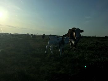 Cows in a field