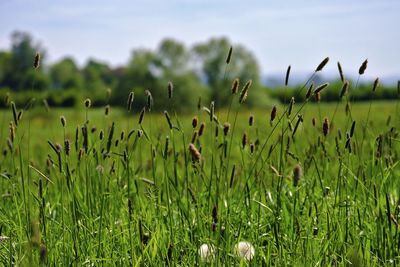 Crops growing on field against sky
