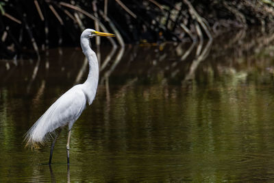 Bird in a lake