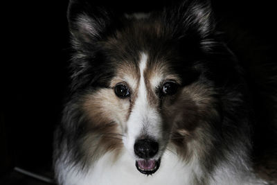 Close-up portrait of dog at home