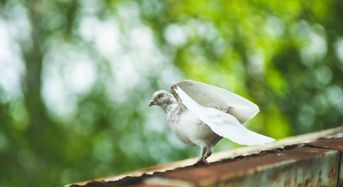 Close-up of bird perching on a tree