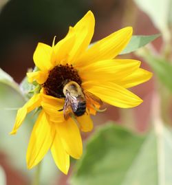 Close-up of honey bee pollinating on sunflower